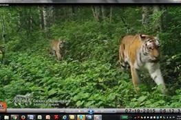 WCS Releases Super-Rare Tiger Video